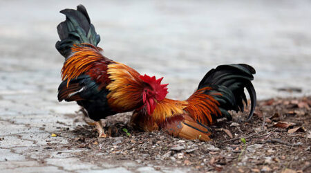 ถ่ายทอดสดไก่ชน ipmวันนี้ ความรู้และเทคนิคที่ควรรู้ ในการแข่งขันไก่ชนเป็นเรื่องสำคัญมากที่สุด